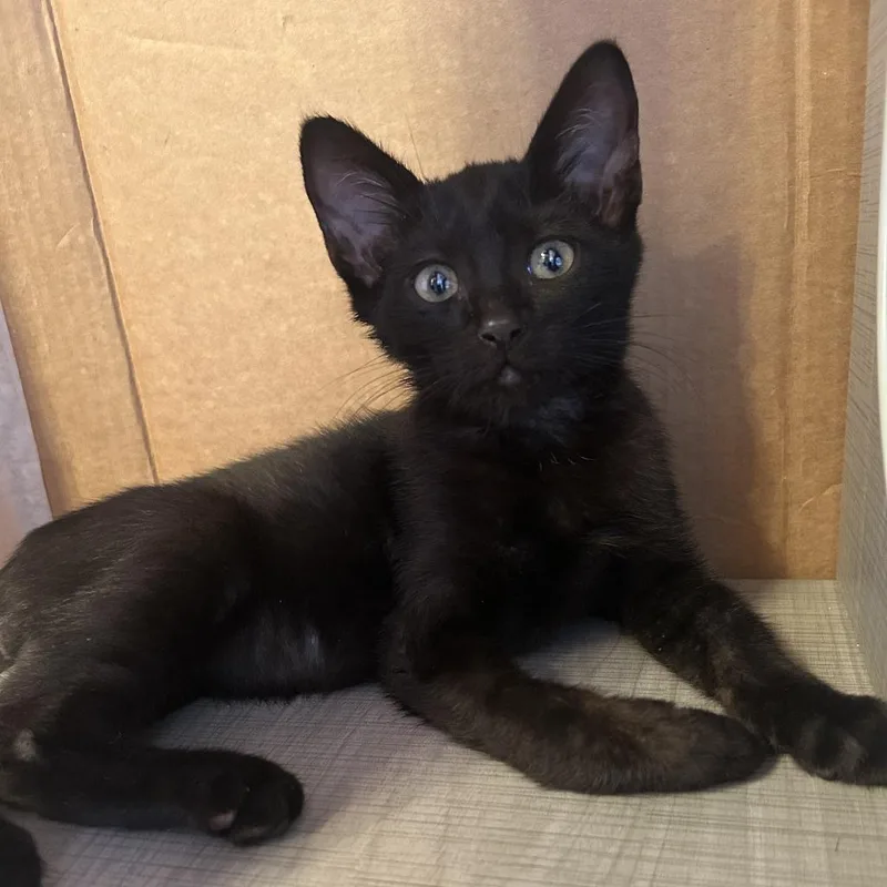 Smiling Joe thumbnail 2