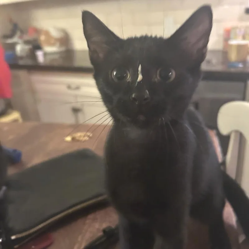 Smiling Joe thumbnail 3