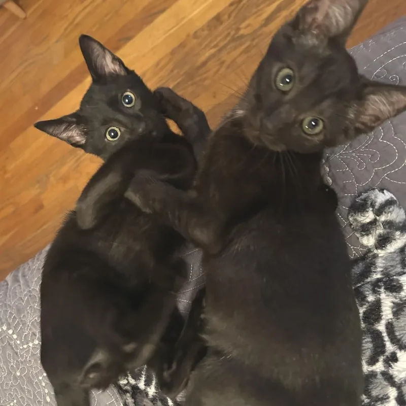 Smiling Joe thumbnail 4