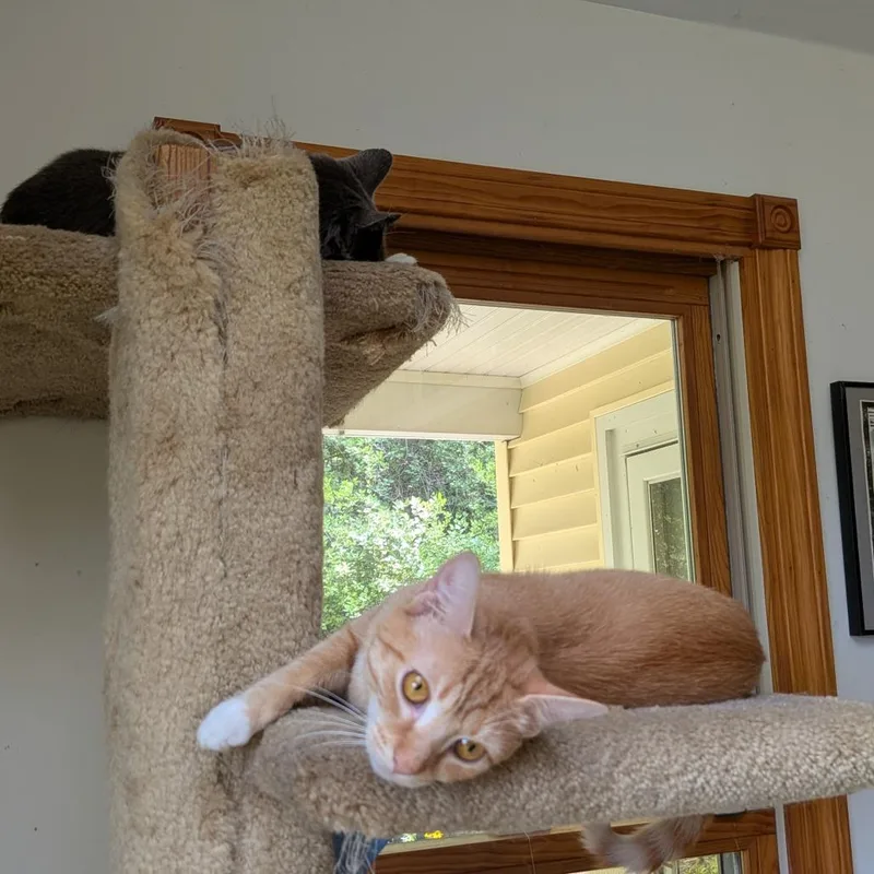 A young medium-sized female Orange / Red Domestic Short Hair cat named Kerrygold for adoption in Wakefield, MA