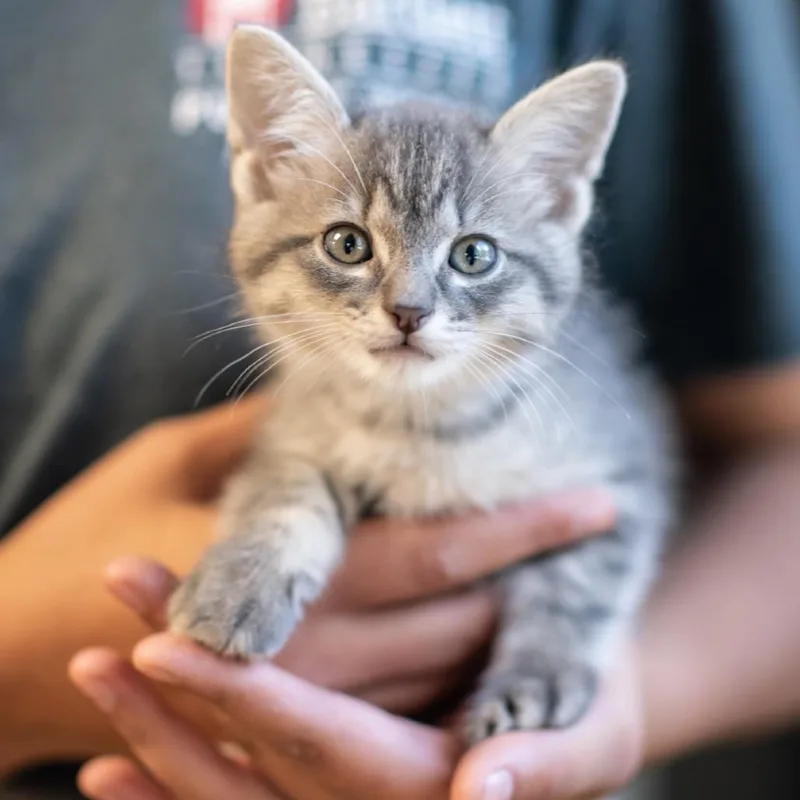 A baby small-sized male Domestic Short Hair cat named Kodiak for adoption in Bartlett, TN