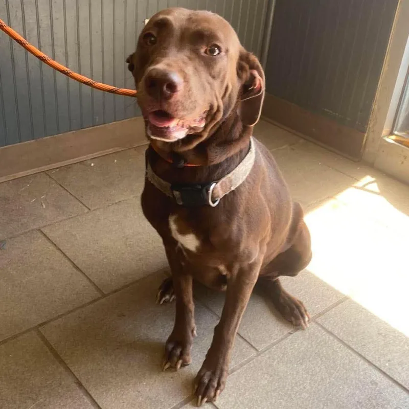 An adult small-sized female Brown / Chocolate Mixed Breed dog named Julia Wolf Stray Hold for adoption in Huntington, WV