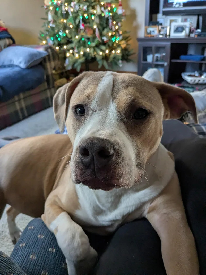 A young large-sized female Pit Bull Terrier dog named Augusta for adoption in Stahlstown, PA