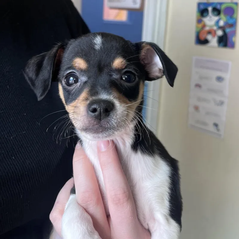 A baby small-sized male Brindle Chihuahua dog named Grita for adoption in San Pablo, CA