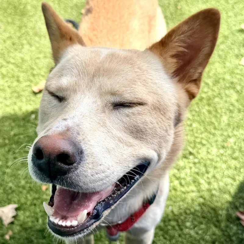 Dingo