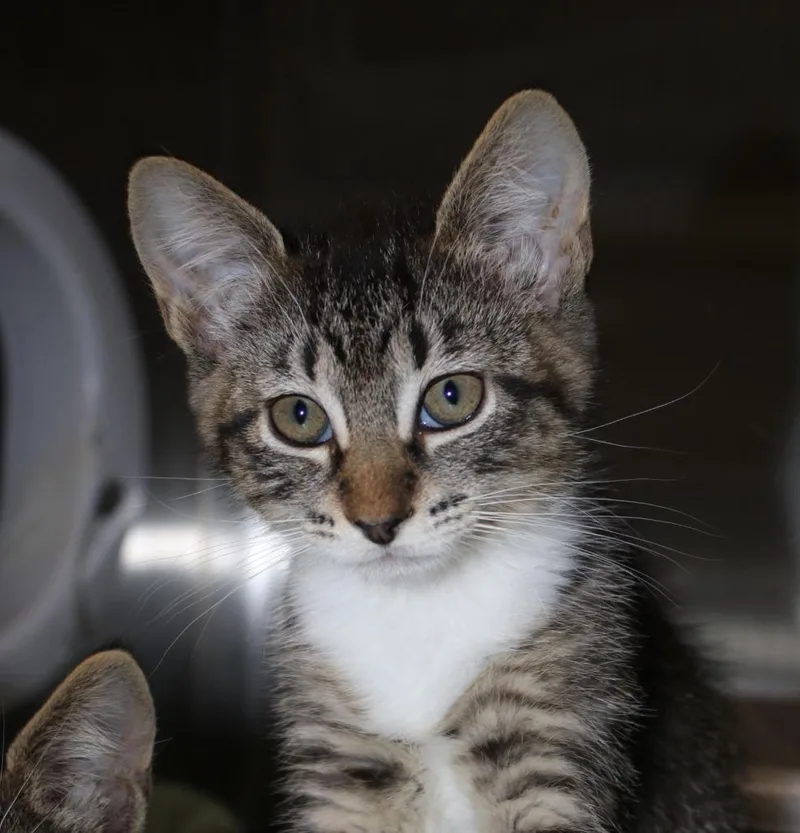 A baby medium-sized female Domestic Short Hair cat named Toyota for adoption in Shoreline, WA
