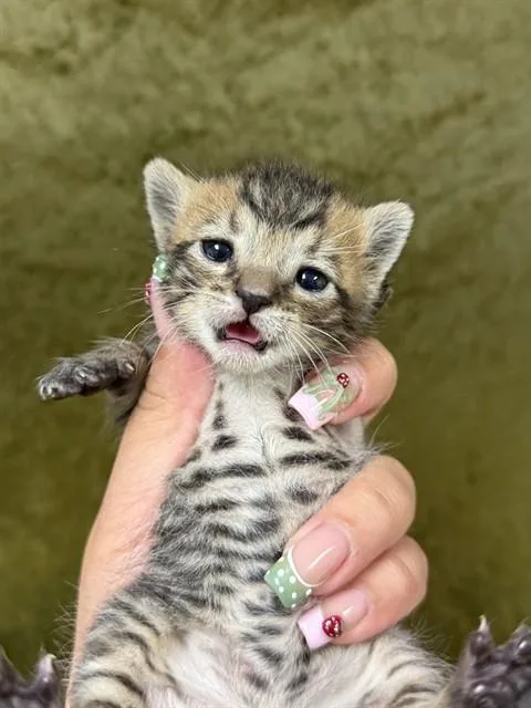 A baby small-sized female Domestic Short Hair cat named Mable for adoption in Riverside, CA
