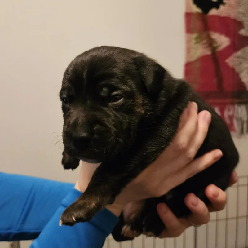 Rose Pup  Duncan thumbnail 2