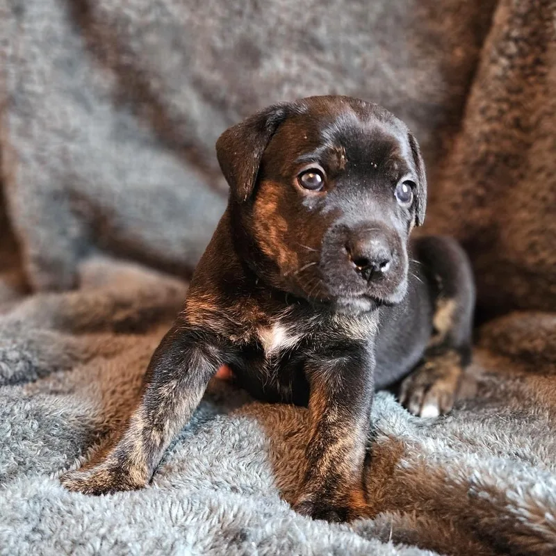 Rose Pup  Duncan thumbnail 3