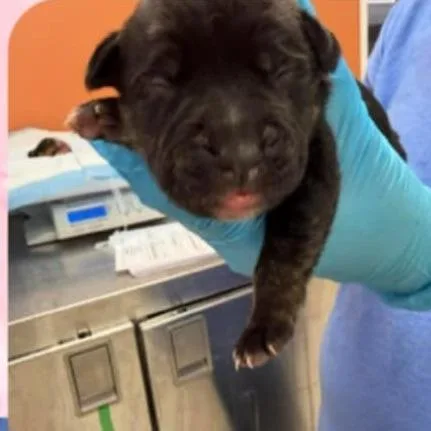 Rose Pup  Duncan thumbnail 4