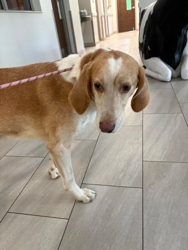 An adult large-sized male Brown / Chocolate Hound dog named Frankenstein for adoption in Providence Forge, VA