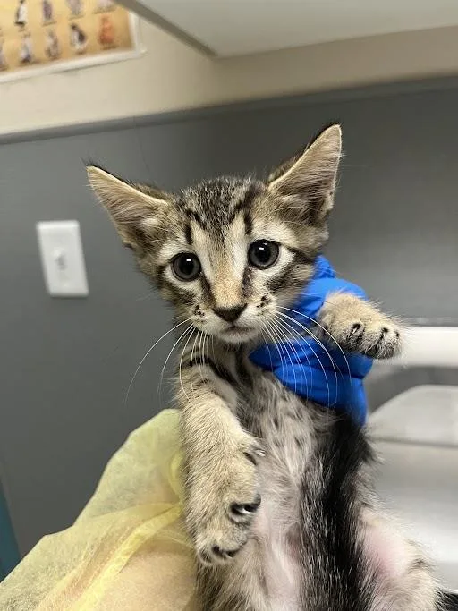 A baby small-sized male Domestic Short Hair cat named Michael Myers for adoption in Las Vegas, NV