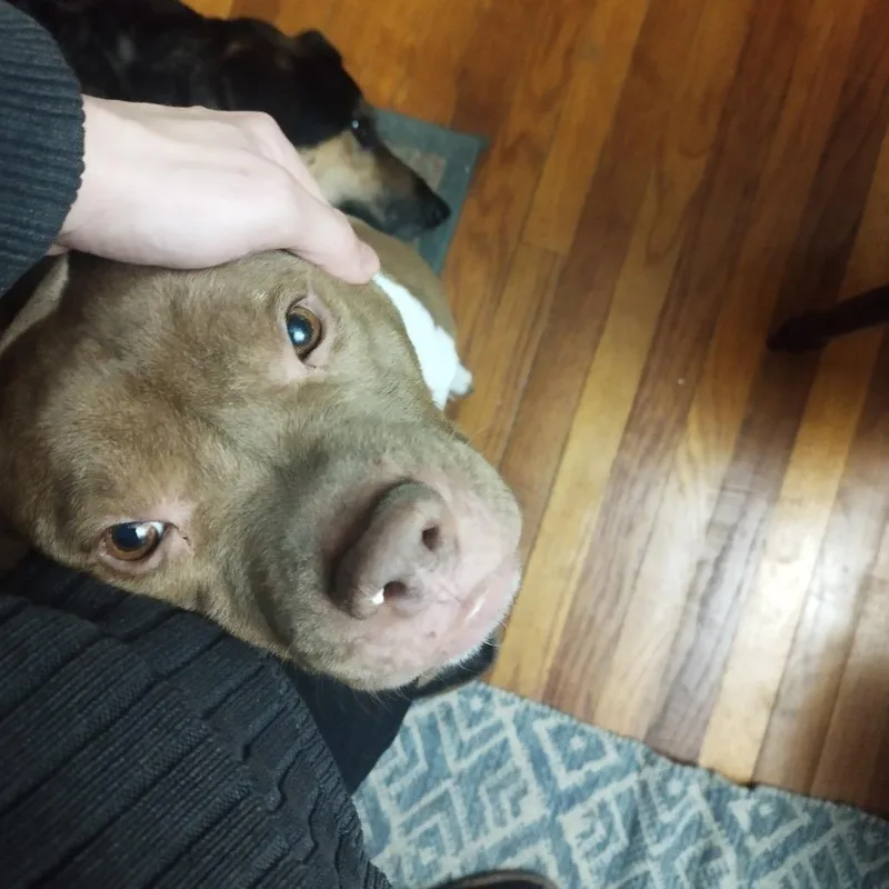 A senior medium-sized male Brown / Chocolate Pit Bull Terrier dog named Bowser for adoption in Dallas, TX