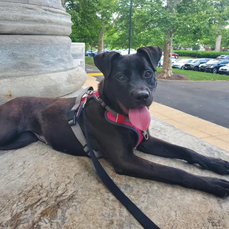 An adult medium-sized female Black Mixed Breed dog named Astra for adoption in Philadelphia, PA