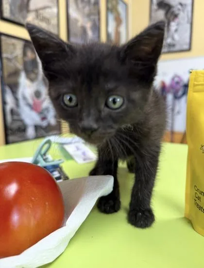 A baby small-sized female Domestic Short Hair cat named Nori for adoption in New Orleans, LA