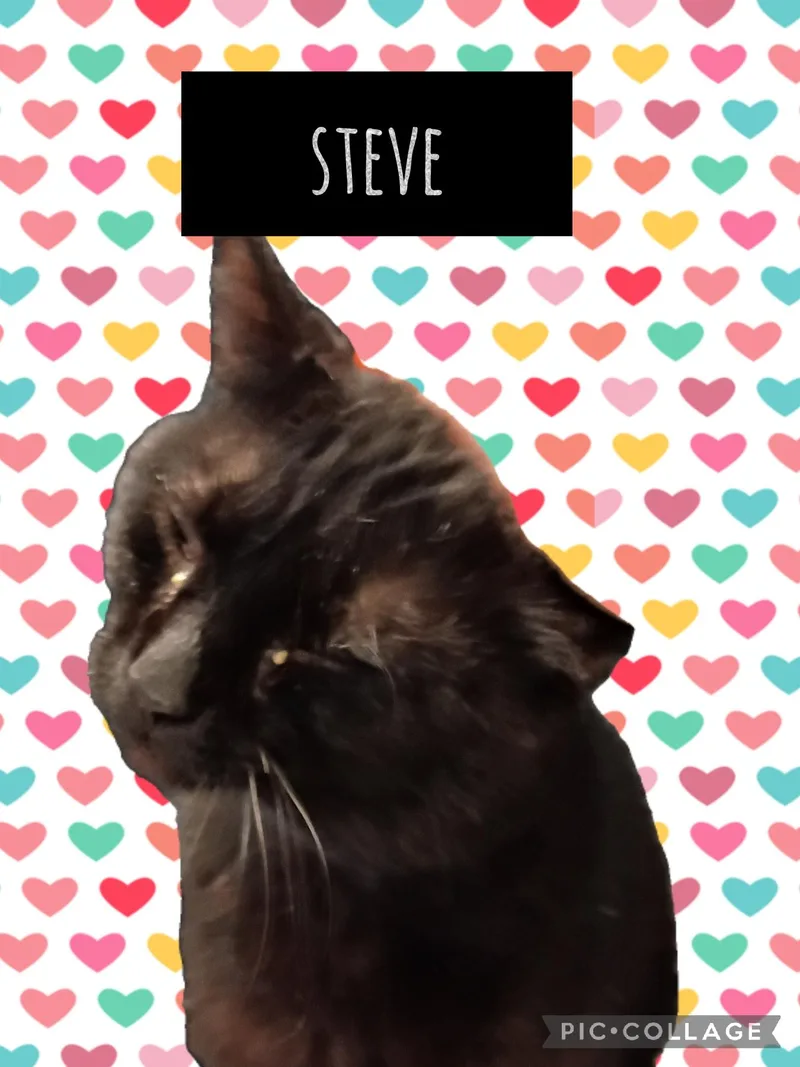 An adult medium-sized male Domestic Short Hair cat named Steve for adoption in Muncie, IN
