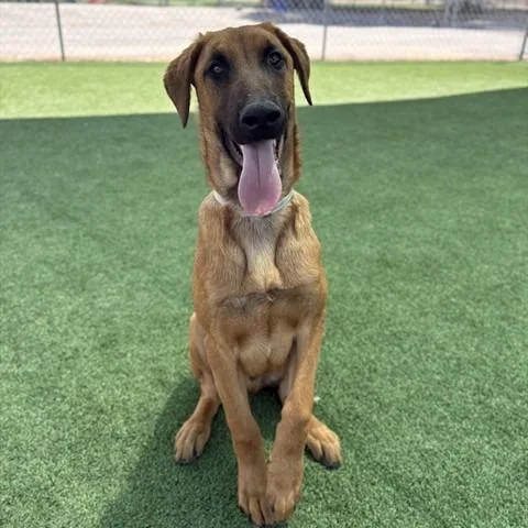 A baby medium-sized male Black Doberman Pinscher dog named Bear for adoption in Long Beach, CA
