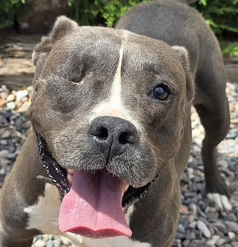 A young medium-sized female Gray / Blue / Silver American Bully dog named Jazzy Ms Jyn for adoption in Albuquerque, NM