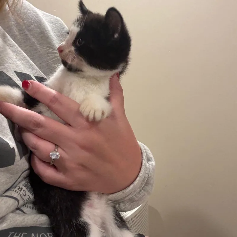 A baby small-sized female Black Domestic Short Hair cat named Willa for adoption in Buffalo, MN
