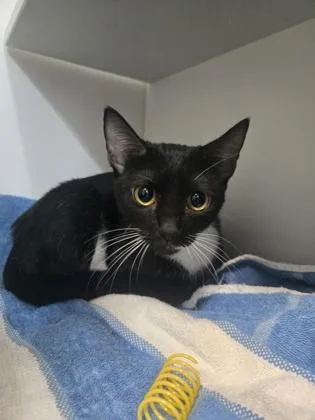 An adult medium-sized female Domestic Short Hair cat named Gingham for adoption in Savannah, GA