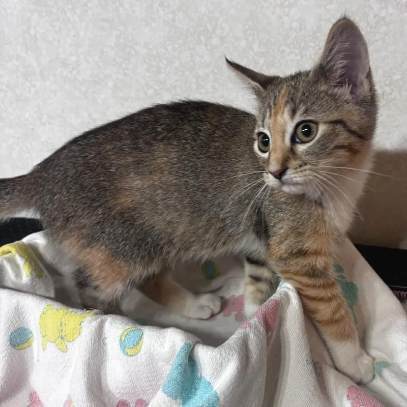 A baby small-sized female Torbie Domestic Short Hair cat named Winifred for adoption in Belleville, IL