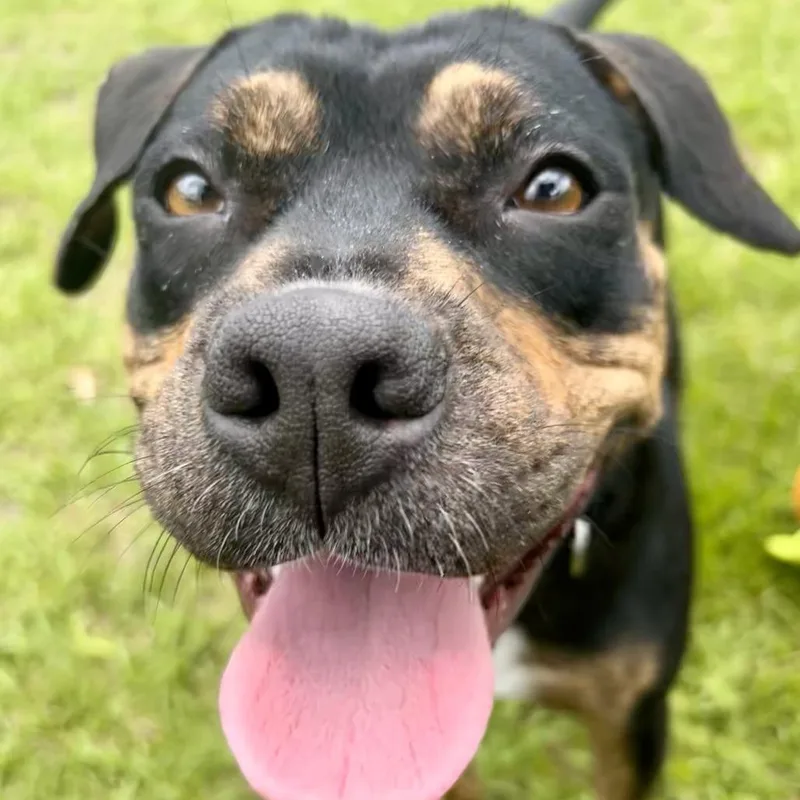 Dumpling thumbnail 2