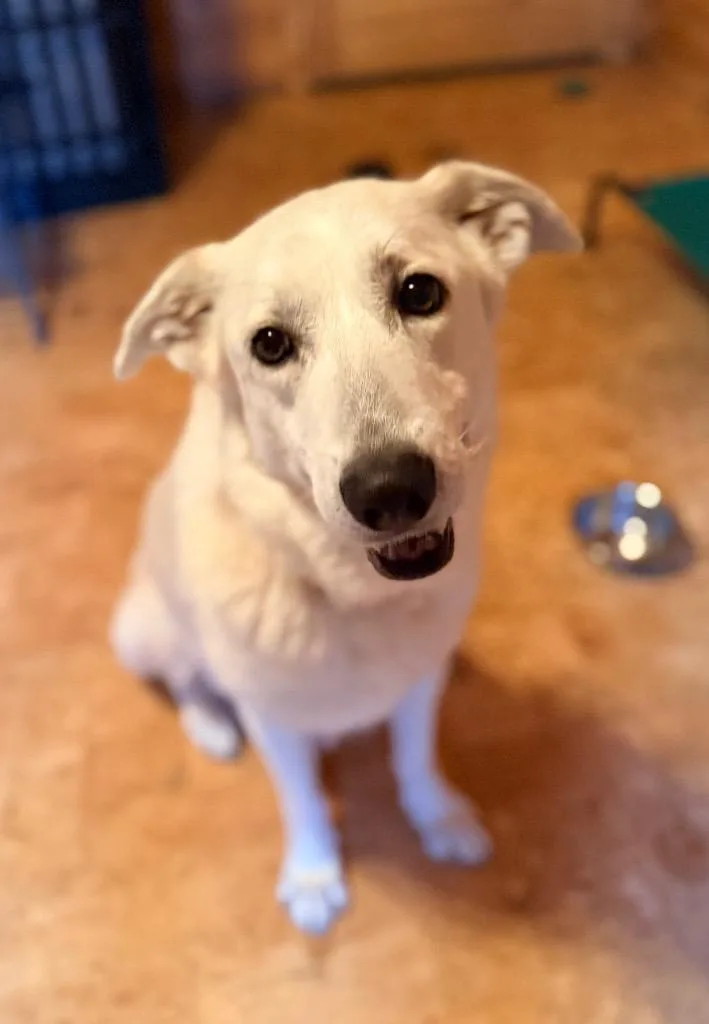 A young large-sized female Golden Retriever dog named Lily for adoption in Ellijay, GA