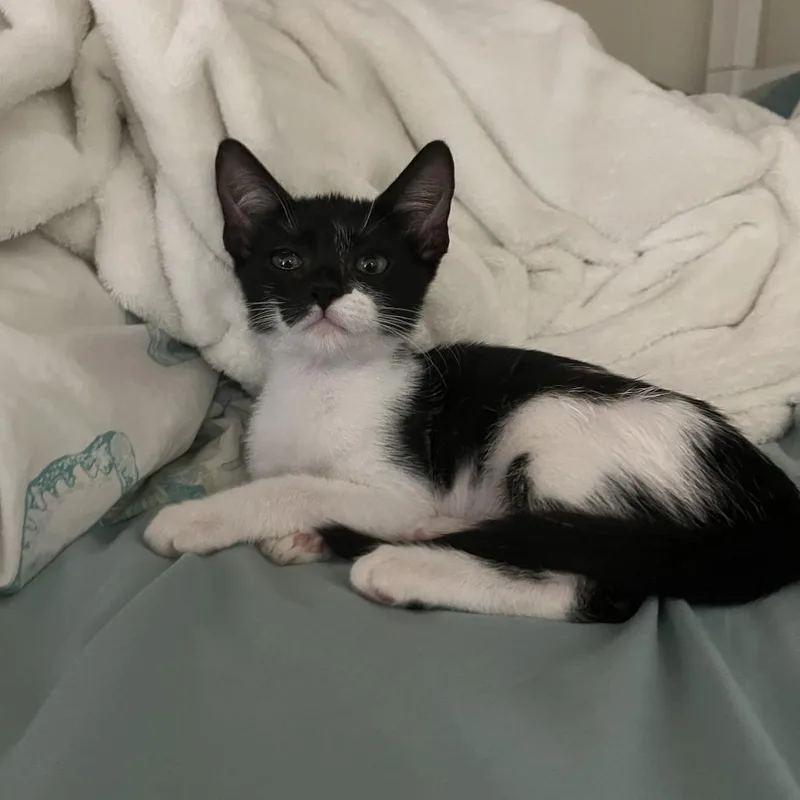 A baby small-sized female Black Domestic Short Hair cat named Selena for adoption in West Palm Beach, FL