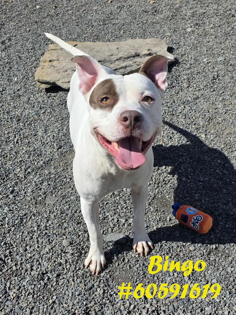 An adult medium-sized male White / Cream Pit Bull Terrier dog named Bingo for adoption in Wilkes Barre, PA
