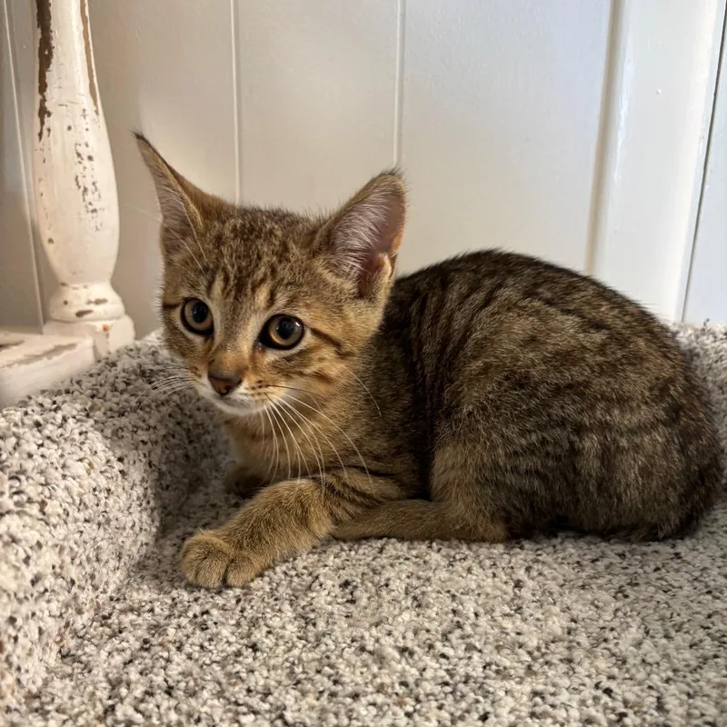 A baby small-sized male Domestic Short Hair cat named Dryer Lint for adoption in Granville, OH