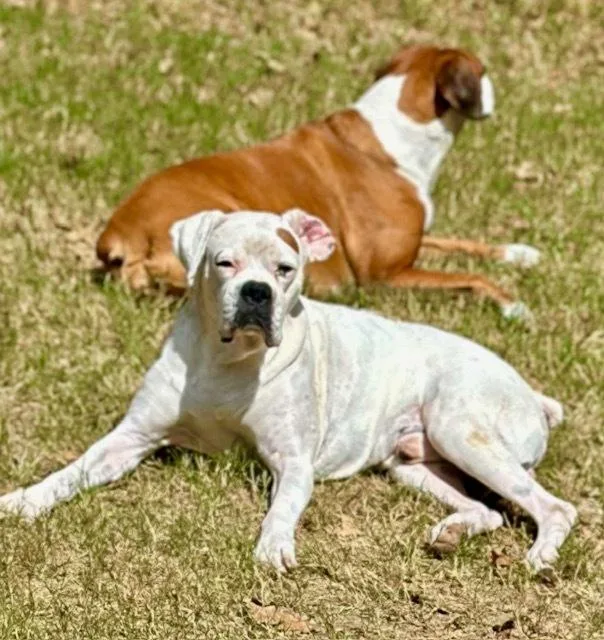 Nova Ii  Silver thumbnail 3