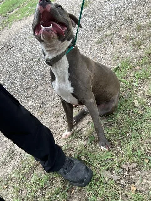 An adult large-sized male Pit Bull Terrier dog named Max for adoption in Dallas, TX