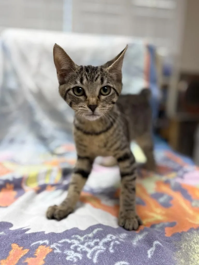 A baby medium-sized female Domestic Short Hair cat named Pinochle for adoption in Vacaville, CA