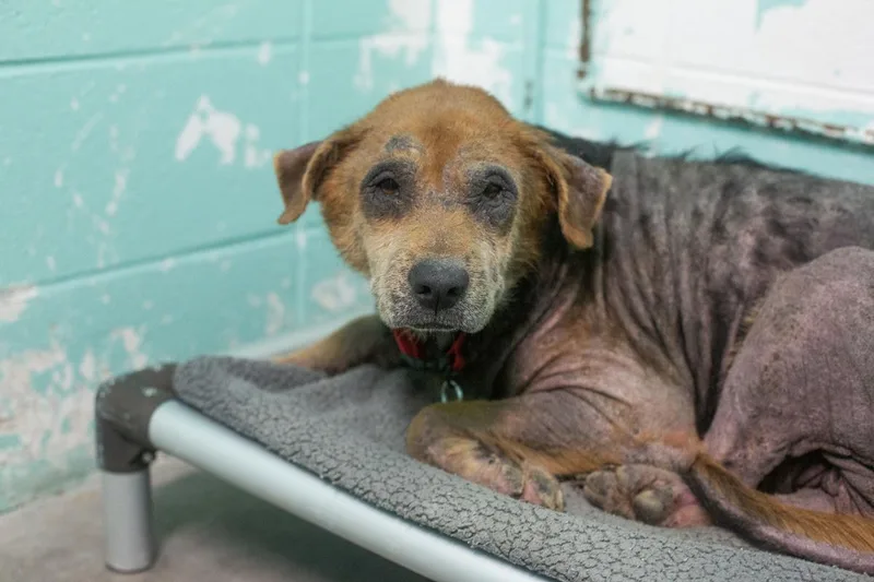 A senior large-sized female Shepherd dog named Spirit for adoption in Mountain Home, AR