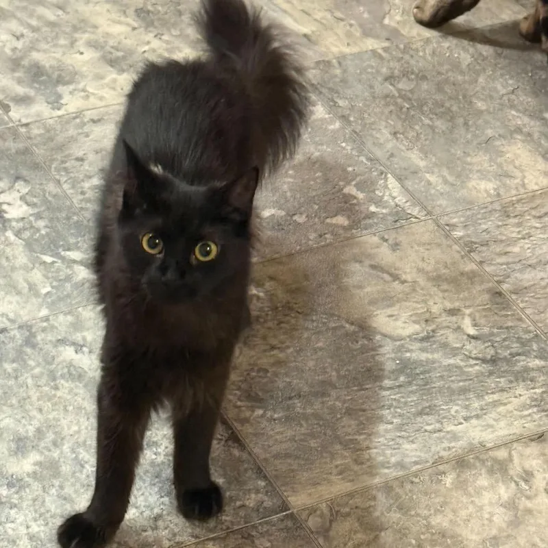 A young small-sized female Black Domestic Long Hair cat named Ruffles for adoption in Howard beach, NY