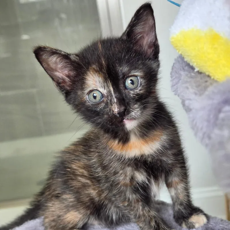 A baby small-sized female Domestic Short Hair cat named Tulip for adoption in Chapel Hill, NC