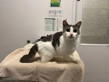 A senior medium-sized female White Domestic Short Hair cat named Magnolia for adoption in Kansas City, MO