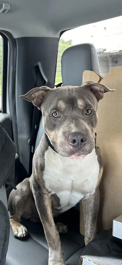 An adult medium-sized male Mixed Breed dog named Ray for adoption in West Chester, PA