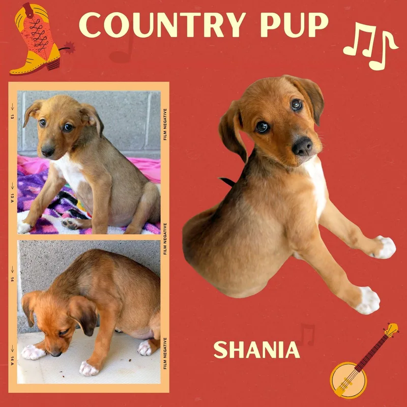 A baby small-sized female Hound dog named Shania for adoption in LINDSAY, CA