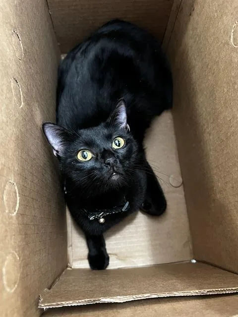 An adult medium-sized male Domestic Medium Hair cat named Moses for adoption in Dallas, TX