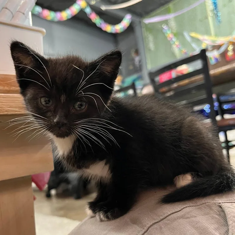 A baby small-sized female Black Domestic Short Hair cat named Dumplin for adoption in Valdosta , GA