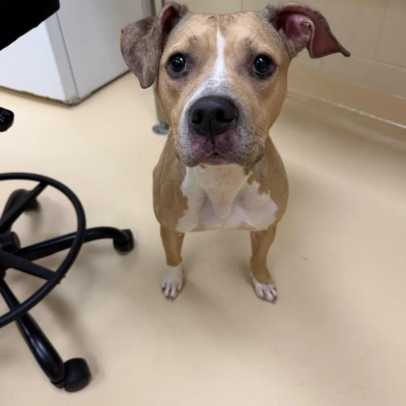 An adult medium-sized female Brown / Chocolate Mixed Breed dog named Annabelle for adoption in Winston-Salem, NC