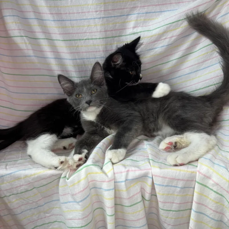 Violet & Xaden