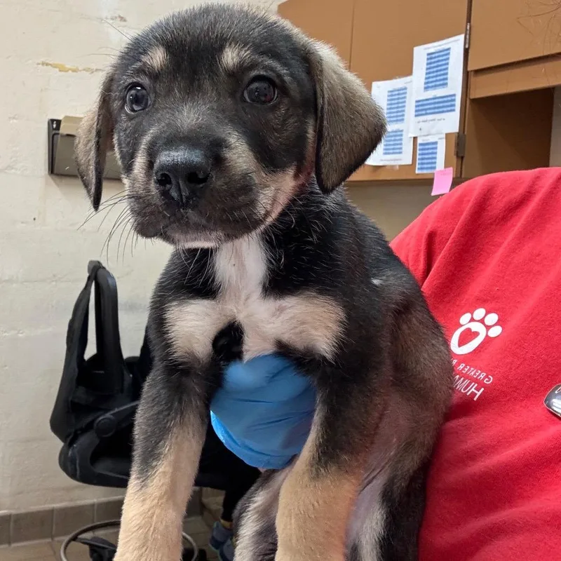 A baby small-sized male Black Shepherd dog named Huey for adoption in Birmingham, AL