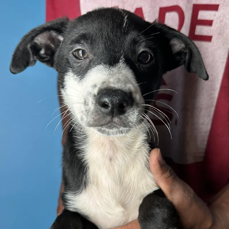 Gizmo  Local April thumbnail 2