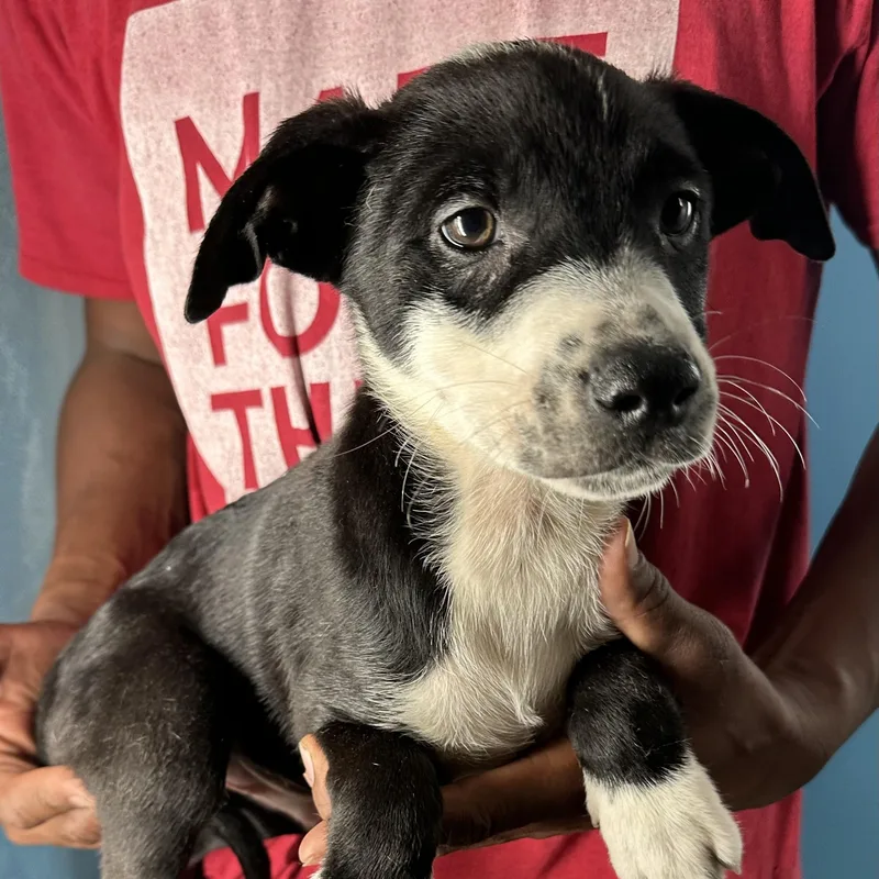 Gizmo  Local April thumbnail 3