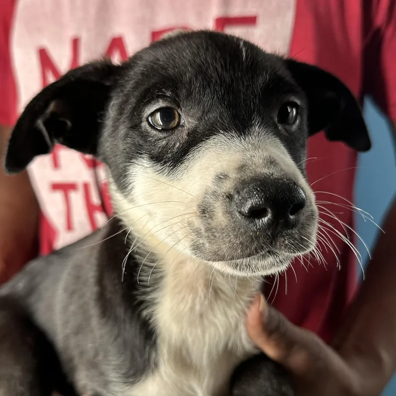 Gizmo  Local April thumbnail 4