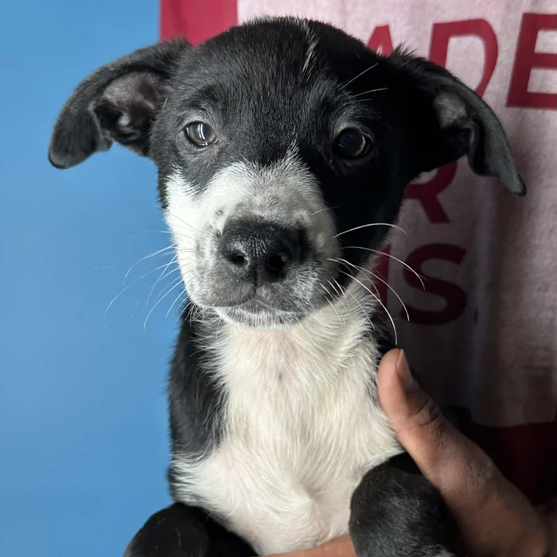 Gizmo  Local April thumbnail 5