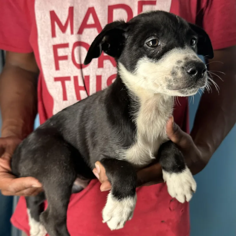 Gizmo  Local April thumbnail 6