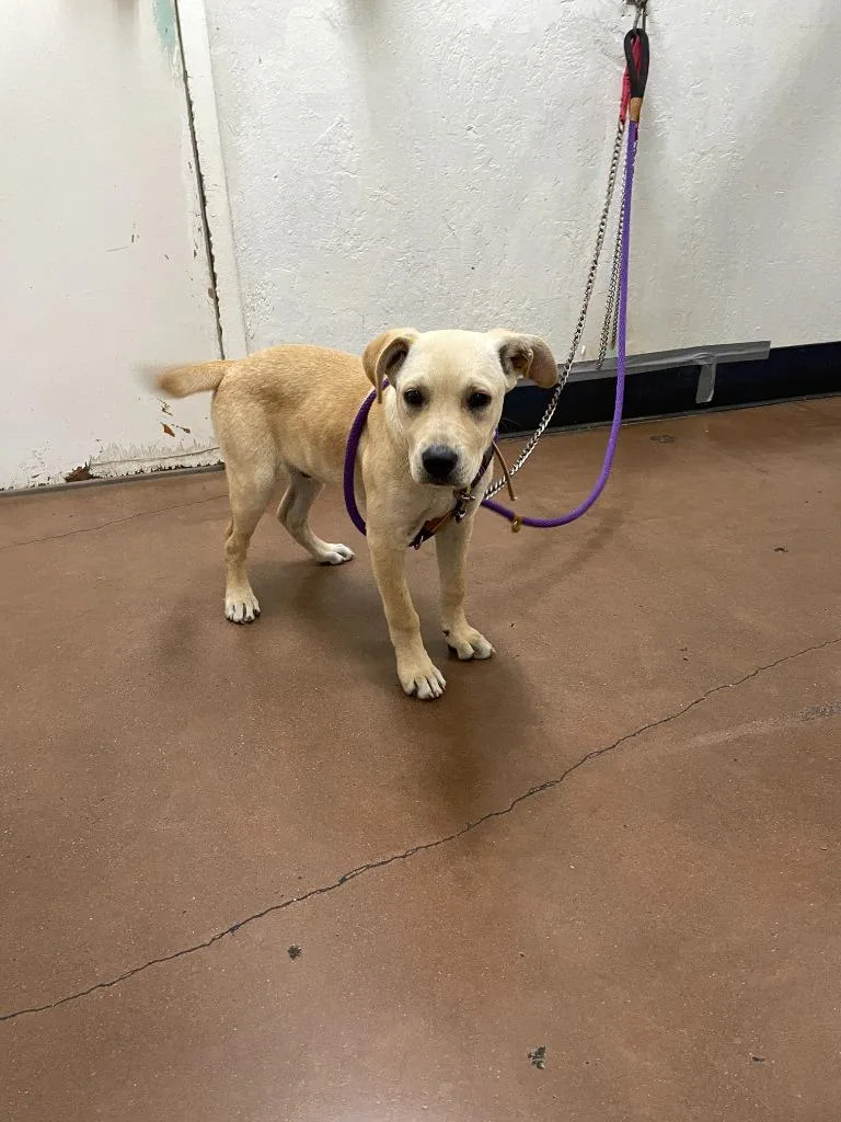 A baby medium-sized male Labrador Retriever dog named Clancy for adoption in Chico, CA